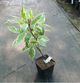 Дерен белый Элегантиссима (Cornus alba Elegantissima) Р9 - изображение 2