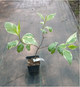 Дерен белый Элегантиссима (Cornus alba Elegantissima) Р9 - изображение 4