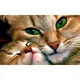 Алмазная мозаика Кошта с котенком DM-247 40х25см Полная зашивка. Набор алмазной вышивки - изображение 1