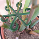 Органайзер Фиксатор для растений “Plant Clip Star” – удобная опора для стеблей и побегов - изображение 1
