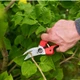 Садовый секатор FELCO 171L обводной эргономичный (Фелко 171L) - изображение 7