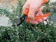 Садовий секатор Stocker 358 Flower 17 для квітів (Штокер) - зображення 2
