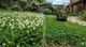 Семена белого клевера Grasslands Huia (Новая Зеландия), 1 кг - изображение 2