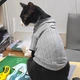 Спортивная кофта для котов (кошек) Колосок XS Серый - изображение 6