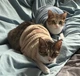 Флисовая толстовка для котов (кошек) Оникс XL Синий - изображение 6