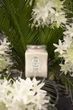 Олія горіха каріте Тіаре та Алое вера La Sultane De Saba Shea Butter Tahiti Aloe Vera 300 мл 3700448601872 - зображення 2