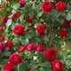 Саженцы Яскрава Роза плетистая Ред Эден Роуз (Red Eden Rose) (59580) - изображение 2