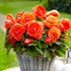 Клубни Яскрава Бегония New Star Orange (42961) (1шт) - изображение 1