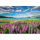 Пазл Clementoni: High Quality Collection — Lupins at Lake Tekapo / Люпин на озері Текапо (1500 елементів) — 31731 - зображення 2