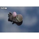 Сборная 3D модель Eugy Зоопарк Морская выдра (XEG-060) - изображение 6