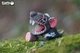 Збірна 3D модель Тасманійський диявол - изображение 2