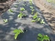 Агроволокно Shadow чорне з перфорацією 3 отвори, 50 г/м², 1.6×100 м - зображення 5
