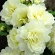 Примула "Belarina 'Cream" - изображение 2