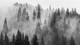 Фотообои флизелиновые Print-walls черно-белый лес 0210 100×100 см (Ш×В) - изображение 2