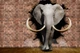 Фотообои флизелиновые Print-walls 3D слон 077 400×250 см (Ш×В) - изображение 3