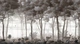 Фотообои флизелиновые Print-walls старинный лес 020 100×100 см (Ш×В) - изображение 2