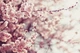 Фотообои флизелиновые Print-walls цвет сакуры 063 350×270 см (Ш×В) - изображение 2