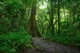 Фотообои флизелиновые Print-walls тропический лес 0295 100×100 см (Ш×В) - изображение 2