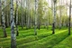 Фотообои флизелиновые Print-walls березы 0256 100×100 см (Ш×В) - изображение 2