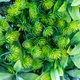 Фитомодуль искусственный Травяной микс, 50*50 cм - изображение 5