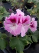 Королевская пеларгония Aristo Orchid, взрослое цветущее растение - изображение 2