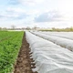 Агроволокно Greentex R30 защита от заморозков и солнца 3,2х100 м Белое - изображение 10