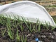 Теплица-мини Agro 8 м 50 г/м2 для ранней рассады и защиты от заморозков - изображение 2