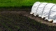 Теплица-мини Agro 8 м 50 г/м2 для ранней рассады и защиты от заморозков - изображение 4