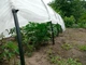 Теплица-мини Agro 8 м 50 г/м2 для ранней рассады и защиты от заморозков - изображение 9
