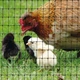 Сетка полимерная Tenax Aviary 2х10м черная (1A160216) - изображение 3