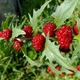 Семена клубничного шпината (Chenopodium Capitatum),вкусные и универсальные, 20 шт - изображение 2
