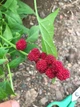 Семена клубничного шпината (Chenopodium Capitatum),вкусные и универсальные, 20 шт - изображение 3