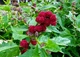 Семена клубничного шпината (Chenopodium Capitatum),вкусные и универсальные, 20 шт - изображение 5