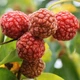 Семена Кудрания триостренная Cudrania tricuspidata (Клубничное дерево), 20 шт - изображение 1