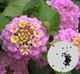 Семена Лантана сводчатая (Lantana camara), смесь цветов, 10 штук - изображение 2