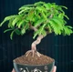Семена Тамаринд (Индийский финик) Tamarindus Indica, 2 шт. - изображение 4