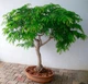 Семена Тамаринд (Индийский финик) Tamarindus Indica, 2 шт. - изображение 5