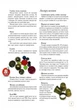 Новорічний маскарад - зображення 2