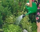 Поливалка лійка садово-городна Prosperplast Spring на 5 л 5905197654720 - зображення 5