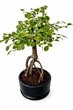 Бонсай Zelkova Вʼяз в кераміці (12/30-35) - изображение 1