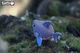 Сборная 3D модель Eugy Зоопарк Акула (XEG-019) - изображение 15
