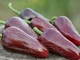 Перец острый Jalapeno Moroccan семена (5 шт) черный Халапеньйо марокканский до 8 000 SHU - изображение 5