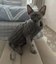 Свитер для котов (кошек) Косичка M Серый - изображение 7