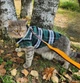 Рубашка для котов (кошек) Ретро XS Зеленый - изображение 7