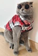 Рубашка для котов (кошек) Ретро XS Красный - изображение 9