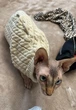 Свитер для котов (кошек) Косичка L Бежевый - изображение 5