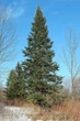 Ялиця бальзамічна насіння (20 шт) (Abies balsamea) пихта - зображення 5