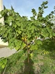 Брусонетія паперова насіння (10 шт) (Broussonetia papyrifera) японська шовковиця паперове дерево - зображення 5