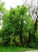 Клен французський насіння (10 шт) (Acer monspessulanum) монпелійський трилопатевий - зображення 5