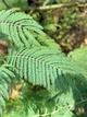 Мімоза Акація срібляста насіння (20 шт) (Acacia dealbata) жовта декоративна - зображення 3